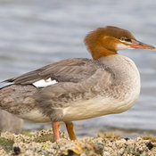 Common Merganser